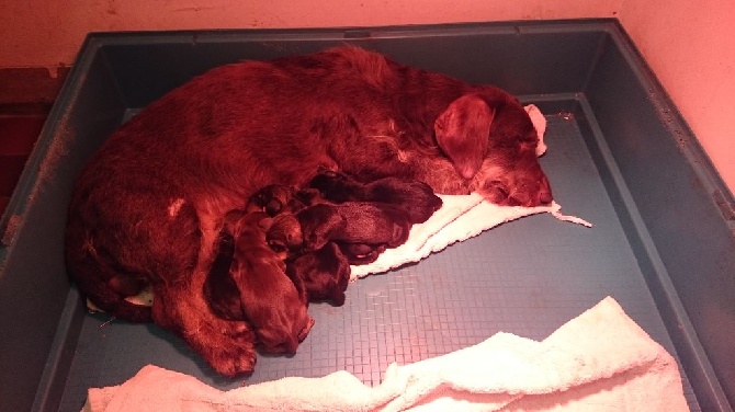 De la plaine aux lièvres - chiots de Gluck disponibles dans l'Orne