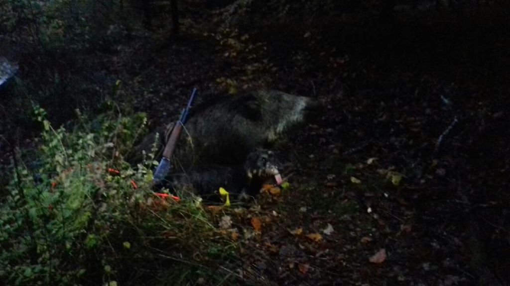 De la plaine aux lièvres - Merveille 30 H aprés le tir 