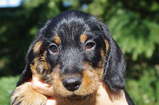 De la plaine aux lièvres - A vendre chiot noir et feu