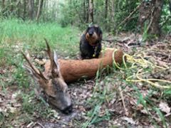 De la plaine aux lièvres - recherche d'été pour Merveille