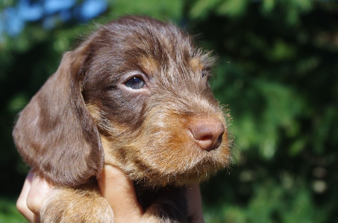 De la plaine aux lièvres - A vendre chiot chocolat