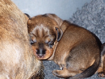 De la plaine aux lièvres - Premiers chiots de Glück