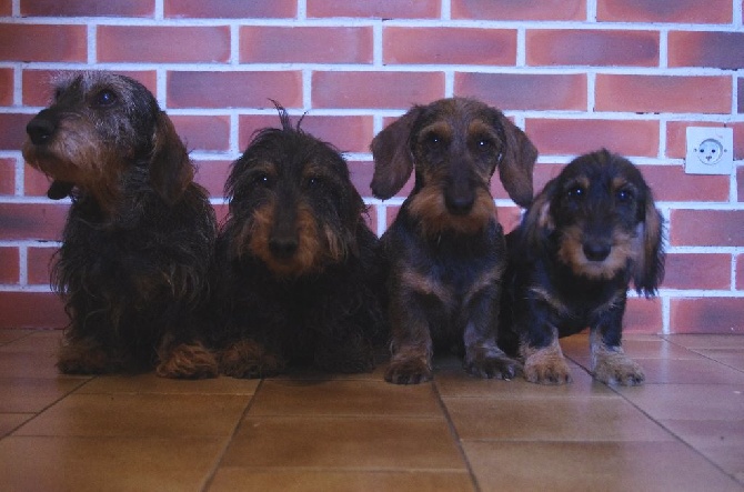 De la plaine aux lièvres - photo de famille