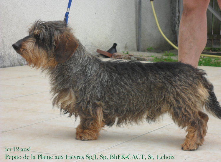 Pepito De la plaine aux lièvres