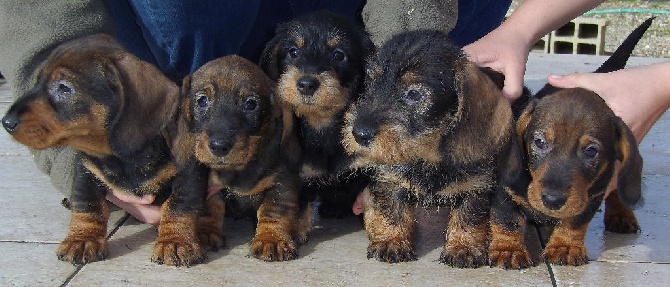 De la plaine aux lièvres - chiots de belle et gluck