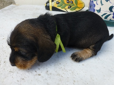 De la plaine aux lièvres - chiots de Dino  disponibles en Bretagne