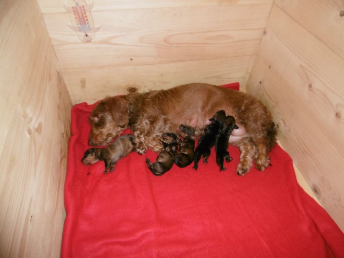 De la plaine aux lièvres - chiots de DINO disponibles