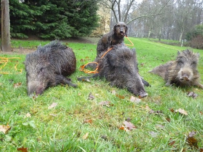 De la plaine aux lièvres - week-end: 3 pou Tina 2 pour Heldin