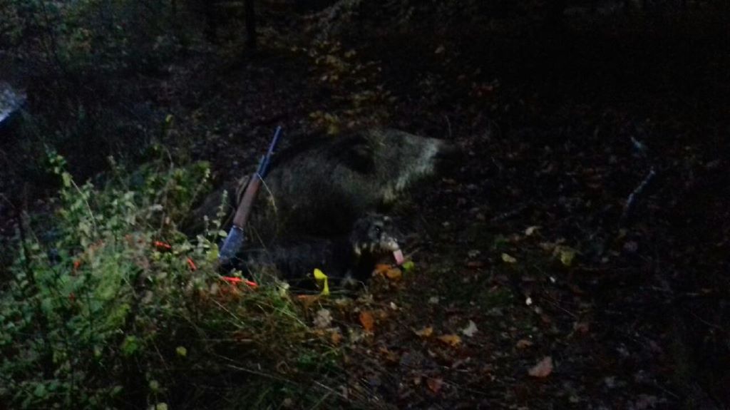 De la plaine aux lièvres - Merveille 30 H aprés le tir