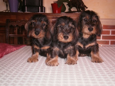 De la plaine aux lièvres - toujours deux chiots disponibles