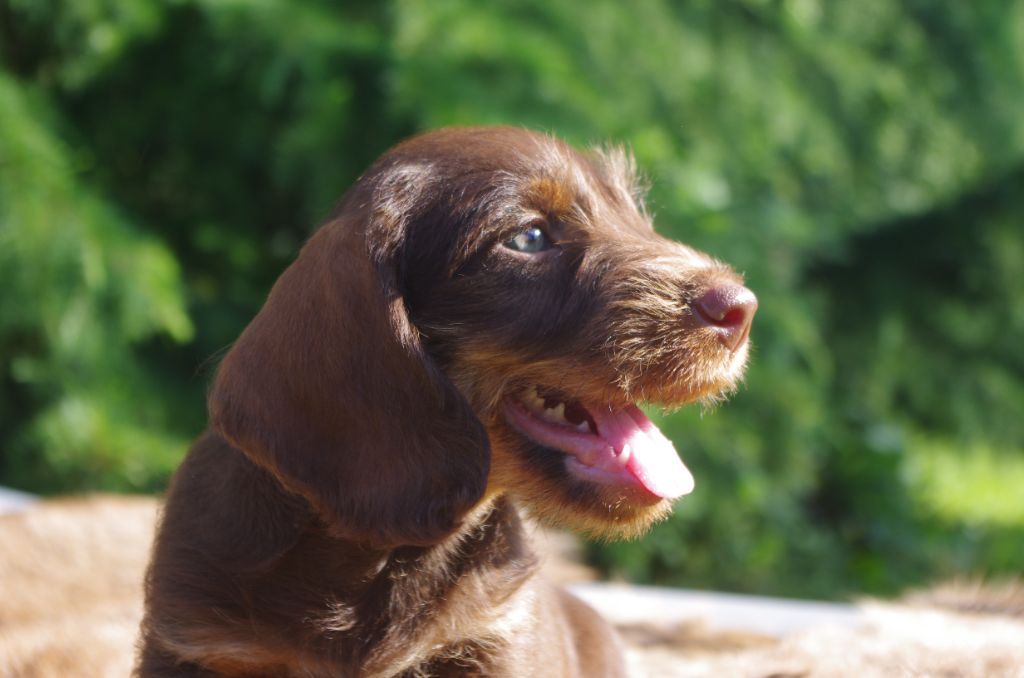 De la plaine aux lièvres - les chiots ont è semaines