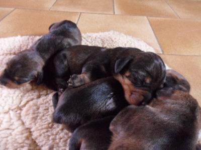 De la plaine aux lièvres - chiots deTina et YKEM