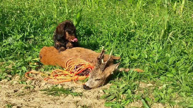 De la plaine aux lièvres - Recherche à 5-6 semaines de gestation