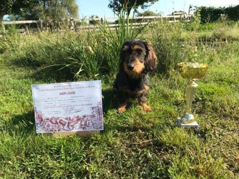 De la plaine aux lièvres - Maiko meilleur chien de la journée