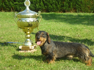De la plaine aux lièvres - Dino meilleur chien de beauté de la délégation maine anjou touraine