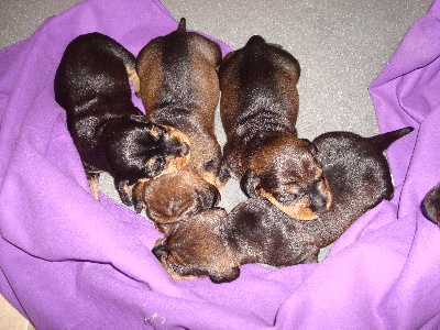 De la plaine aux lièvres - chiots de Dino disponibles dans l'Yonne