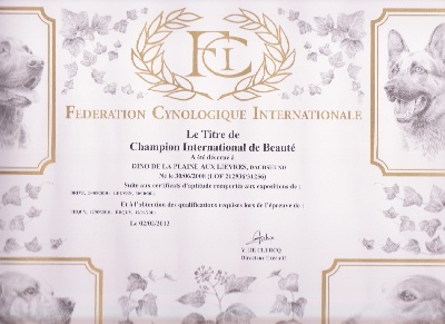 De la plaine aux lièvres - DINO Champion international de beauté