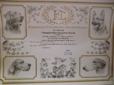 De la plaine aux lièvres - Champion International de Travail