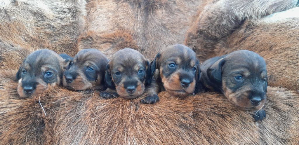 chiots