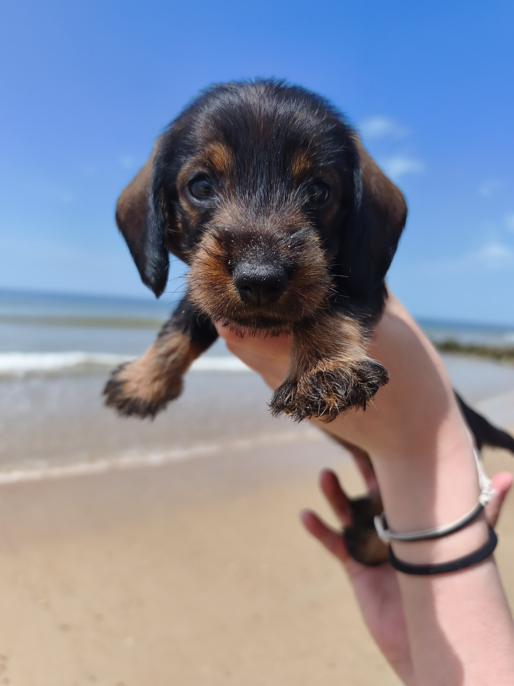 De la plaine aux lièvres - Chiots disponibles - Teckel poil dur