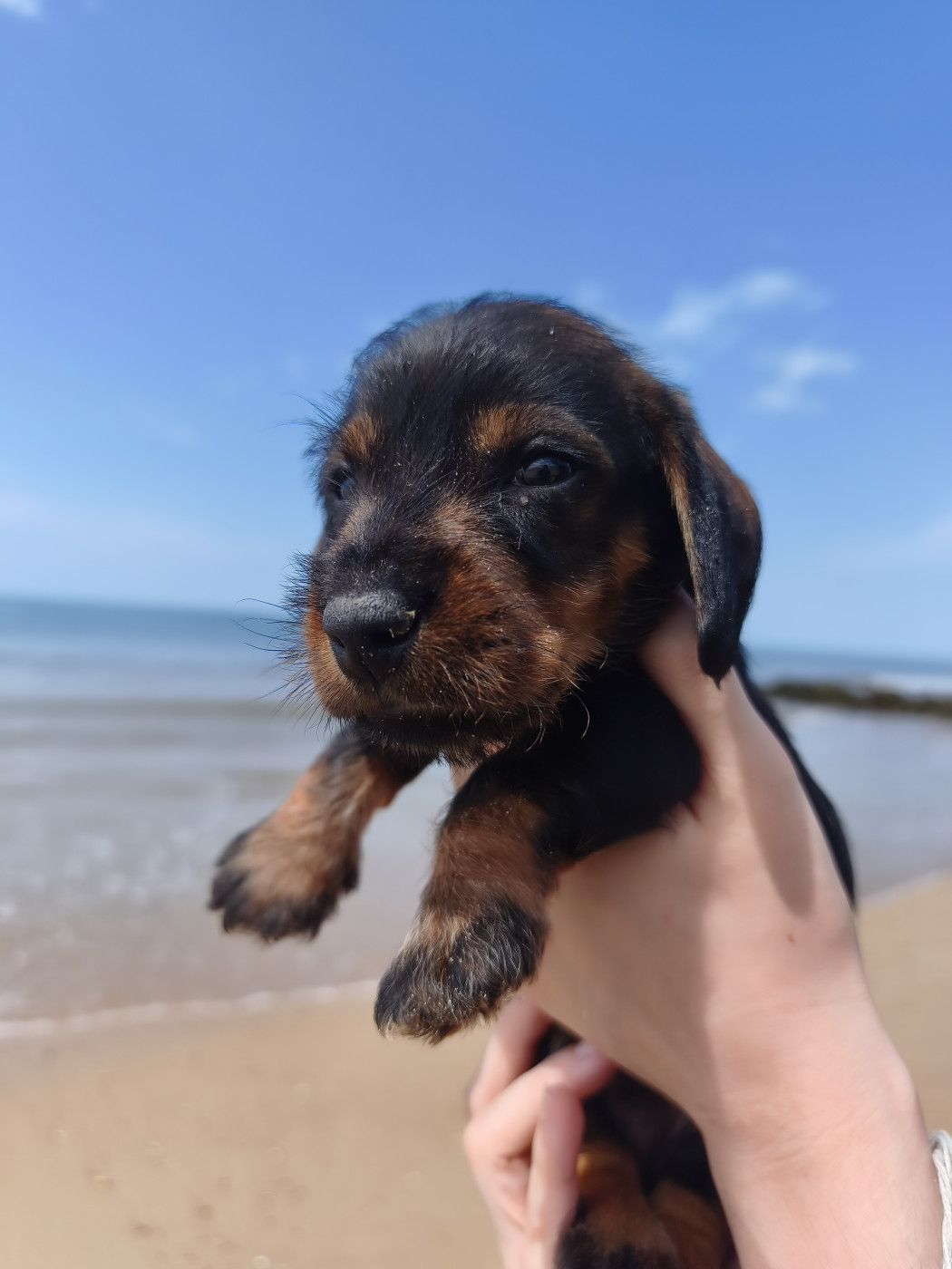 De la plaine aux lièvres - Chiots disponibles - Teckel poil dur