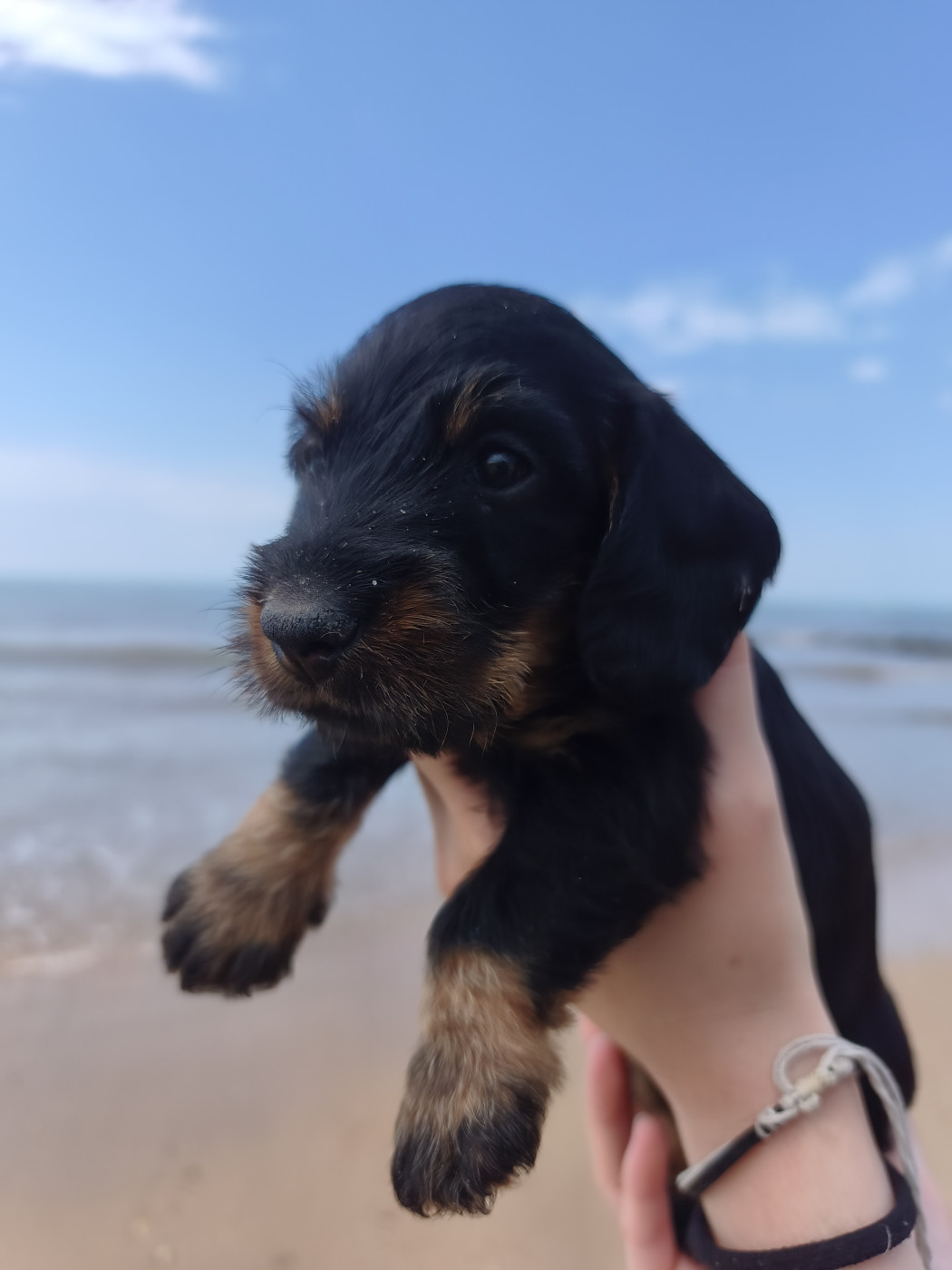 De la plaine aux lièvres - Chiots disponibles - Teckel poil dur