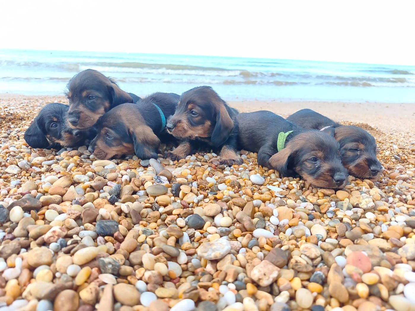 Chiot Teckel poil dur De la plaine aux lièvres