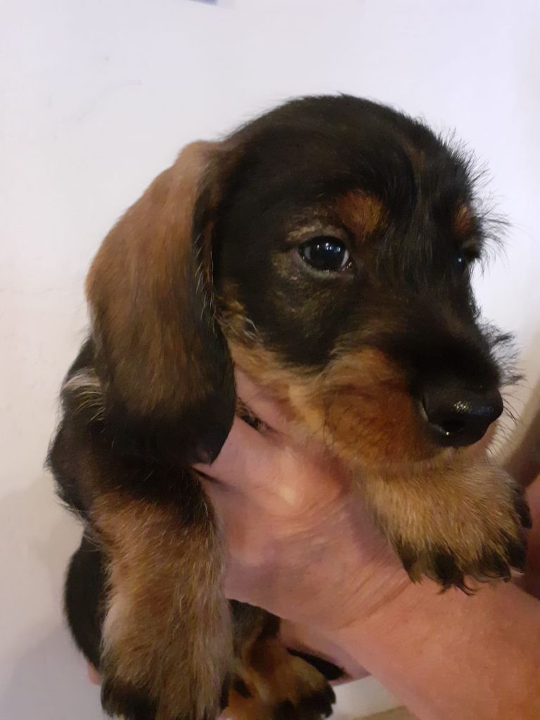 De la plaine aux lièvres - Chiots disponibles - Teckel poil dur