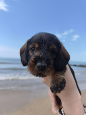 Chiot N°2