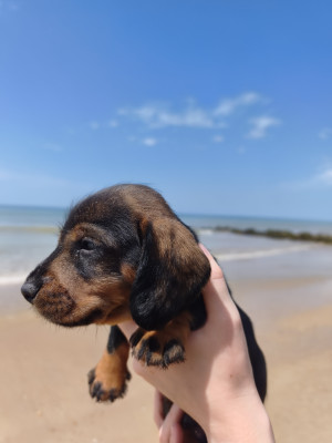Chiot N°3