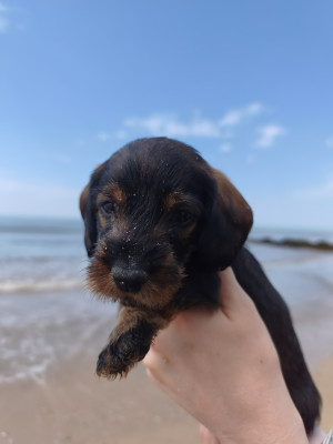 Chiot N°4